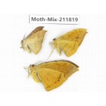 Moths sp. China, Tibet, Linzhi, Motuo county. 3Pcs. Moth-Mix-211819.