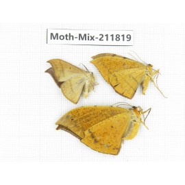 Moths sp. China, Tibet, Linzhi, Motuo county. 3Pcs. Moth-Mix-211819.