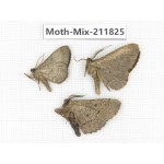 Moths sp. China, Tibet, Linzhi, Motuo county. 3Pcs. Moth-Mix-211825.
