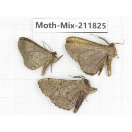 Moths sp. China, Tibet, Linzhi, Motuo county. 3Pcs. Moth-Mix-211825.