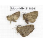 Moths sp. China, Tibet, Linzhi, Motuo county. 3Pcs. Moth-Mix-211826.