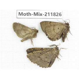 Moths sp. China, Tibet, Linzhi, Motuo county. 3Pcs. Moth-Mix-211826.