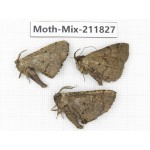 Moths sp. China, Tibet, Linzhi, Motuo county. 3Pcs. Moth-Mix-211827.