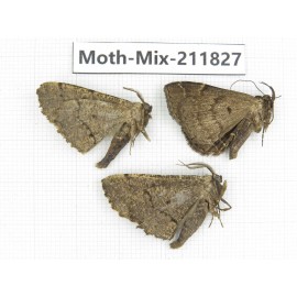 Moths sp. China, Tibet, Linzhi, Motuo county. 3Pcs. Moth-Mix-211827.