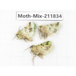 Moths sp. China, Tibet, Linzhi, Motuo county. 3Pcs. Moth-Mix-211834.