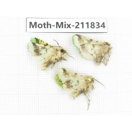 Moths sp. China, Tibet, Linzhi, Motuo county. 3Pcs. Moth-Mix-211834.