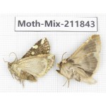 Moths sp. China, Tibet, Linzhi, Motuo county. 2Pcs. Moth-Mix-211843.