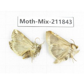 Moths sp. China, Tibet, Linzhi, Motuo county. 2Pcs. Moth-Mix-211843.