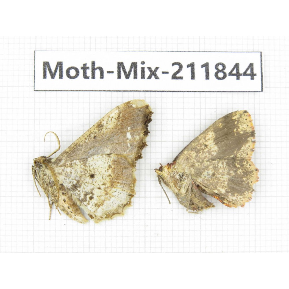 Moths sp. China, Tibet, Linzhi, Motuo county. 2Pcs. Moth-Mix-211844.