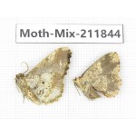 Moths sp. China, Tibet, Linzhi, Motuo county. 2Pcs. Moth-Mix-211844.