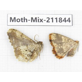 Moths sp. China, Tibet, Linzhi, Motuo county. 2Pcs. Moth-Mix-211844.