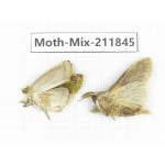 Moths sp. China, Tibet, Linzhi, Motuo county. 2Pcs. Moth-Mix-211845.