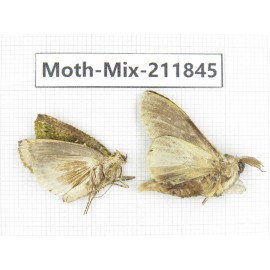 Moths sp. China, Tibet, Linzhi, Motuo county. 2Pcs. Moth-Mix-211845.