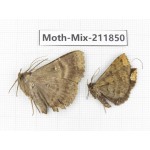 Moths sp. China, Tibet, Linzhi, Motuo county. 2Pcs. Moth-Mix-211850.