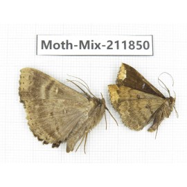 Moths sp. China, Tibet, Linzhi, Motuo county. 2Pcs. Moth-Mix-211850.