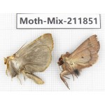 Moths sp. China, Tibet, Linzhi, Motuo county. 2Pcs. Moth-Mix-211851.