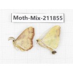 Moths sp. China, Tibet, Linzhi, Motuo county. 2Pcs. Moth-Mix-211855.