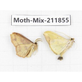 Moths sp. China, Tibet, Linzhi, Motuo county. 2Pcs. Moth-Mix-211855.