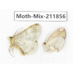 Moths sp. China, Tibet, Linzhi, Motuo county. 2Pcs. Moth-Mix-211856.