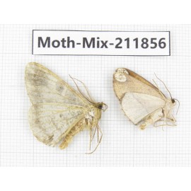 Moths sp. China, Tibet, Linzhi, Motuo county. 2Pcs. Moth-Mix-211856.
