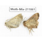 Moths sp. China, Tibet, Linzhi, Motuo county. 2Pcs. Moth-Mix-211861.