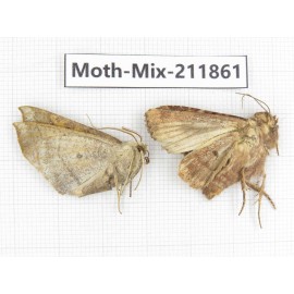 Moths sp. China, Tibet, Linzhi, Motuo county. 2Pcs. Moth-Mix-211861.