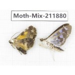 Moths sp. China, Tibet, Linzhi, Motuo county. 2Pcs. Moth-Mix-211880.