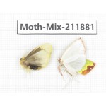 Moths sp. China, Tibet, Linzhi, Motuo county. 2Pcs. Moth-Mix-211881.