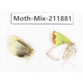 Moths sp. China, Tibet, Linzhi, Motuo county. 2Pcs. Moth-Mix-211881.