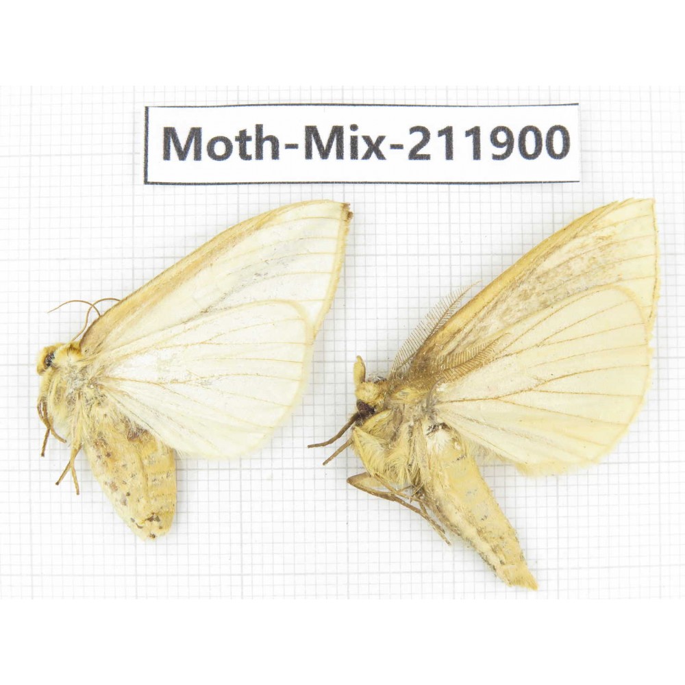 Moths sp. China, Tibet, Linzhi, Motuo county. 2Pcs. Moth-Mix-211900.