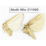 Moths sp. China, Tibet, Linzhi, Motuo county. 2Pcs. Moth-Mix-211900.