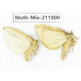 Moths sp. China, Tibet, Linzhi, Motuo county. 2Pcs. Moth-Mix-211900.