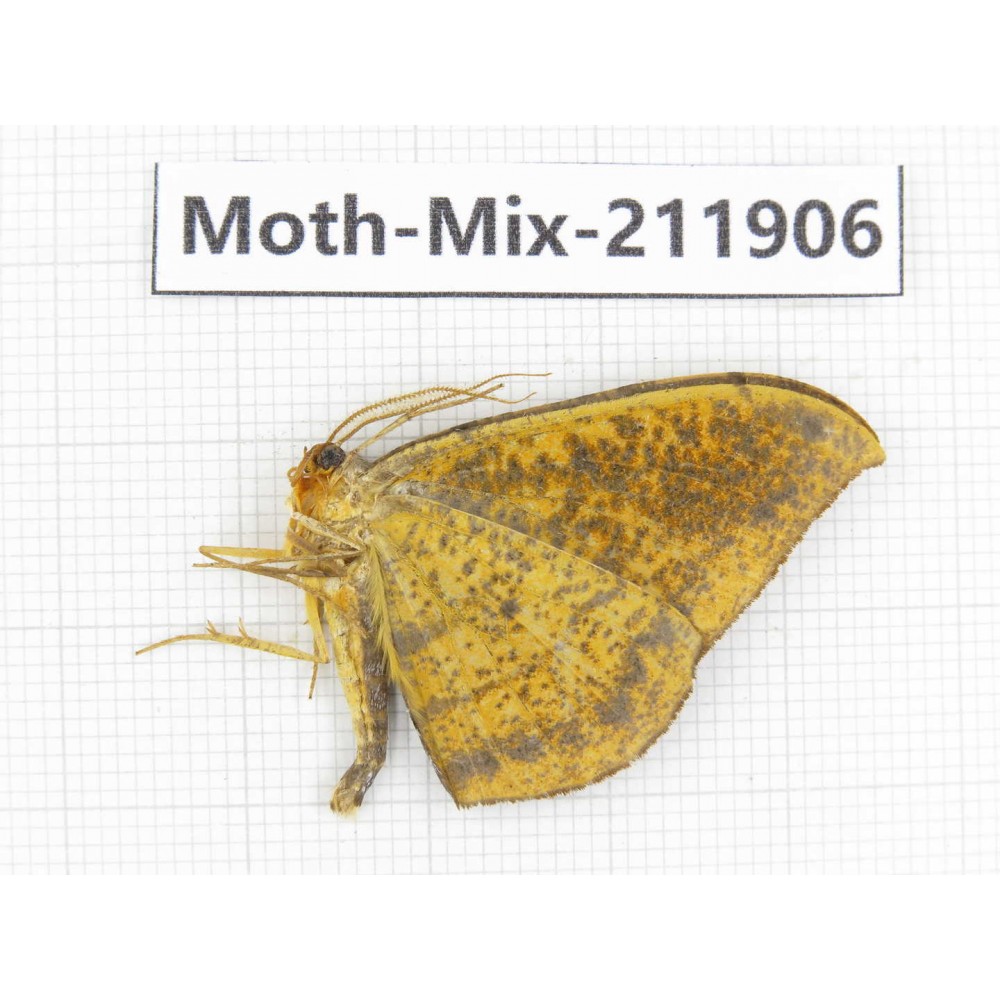 Moths sp. China, Tibet, Linzhi, Motuo county. 1Pcs. Moth-Mix-211906.