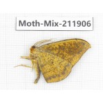 Moths sp. China, Tibet, Linzhi, Motuo county. 1Pcs. Moth-Mix-211906.