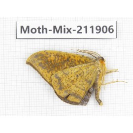 Moths sp. China, Tibet, Linzhi, Motuo county. 1Pcs. Moth-Mix-211906.