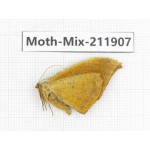 Moths sp. China, Tibet, Linzhi, Motuo county. 1Pcs. Moth-Mix-211907.