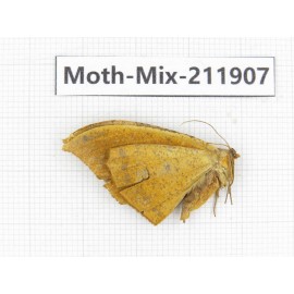 Moths sp. China, Tibet, Linzhi, Motuo county. 1Pcs. Moth-Mix-211907.
