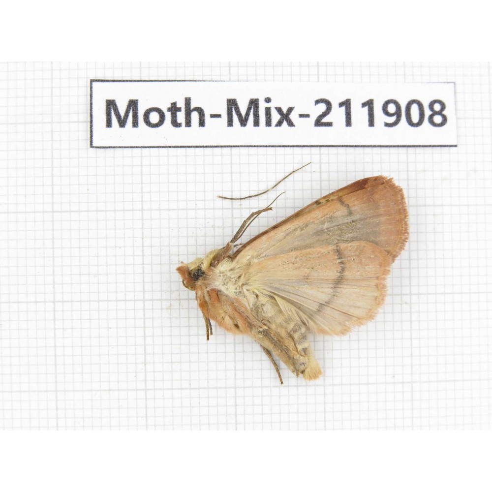 Moths sp. China, Tibet, Linzhi, Motuo county. 1Pcs. Moth-Mix-211908.