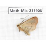 Moths sp. China, Tibet, Linzhi, Motuo county. 1Pcs. Moth-Mix-211908.