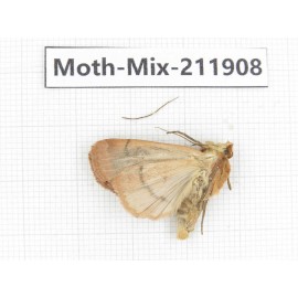 Moths sp. China, Tibet, Linzhi, Motuo county. 1Pcs. Moth-Mix-211908.
