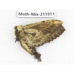 Moths sp. China, Tibet, Linzhi, Motuo county. 1Pcs. Moth-Mix-211911.