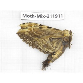 Moths sp. China, Tibet, Linzhi, Motuo county. 1Pcs. Moth-Mix-211911.