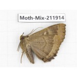 Moths sp. China, Tibet, Linzhi, Motuo county. 1Pcs. Moth-Mix-211914.