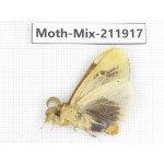 Moths sp. China, Tibet, Linzhi, Motuo county. 1Pcs. Moth-Mix-211917.