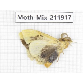 Moths sp. China, Tibet, Linzhi, Motuo county. 1Pcs. Moth-Mix-211917.