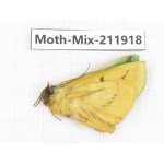 Moths sp. China, Tibet, Linzhi, Motuo county. 1Pcs. Moth-Mix-211918.