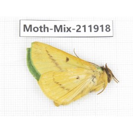 Moths sp. China, Tibet, Linzhi, Motuo county. 1Pcs. Moth-Mix-211918.