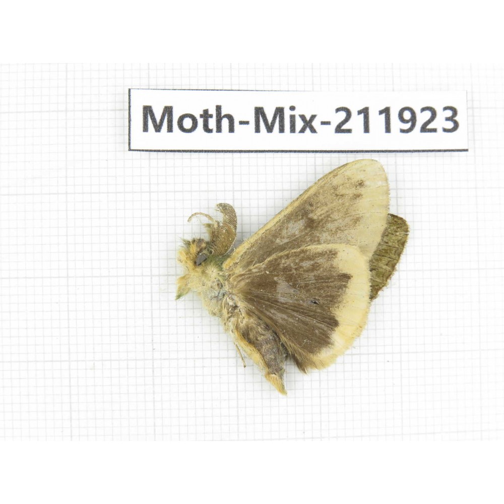Moths sp. China, Tibet, Linzhi, Motuo county. 1Pcs. Moth-Mix-211923.
