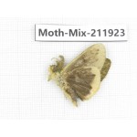 Moths sp. China, Tibet, Linzhi, Motuo county. 1Pcs. Moth-Mix-211923.