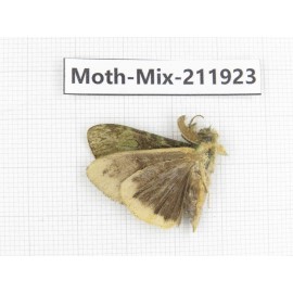 Moths sp. China, Tibet, Linzhi, Motuo county. 1Pcs. Moth-Mix-211923.
